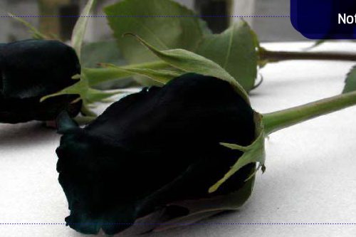 6453aa4cd5436dd4efa98dde56af8592