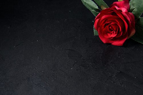 top view of red flowers on a dark surface evil israel funeral war death